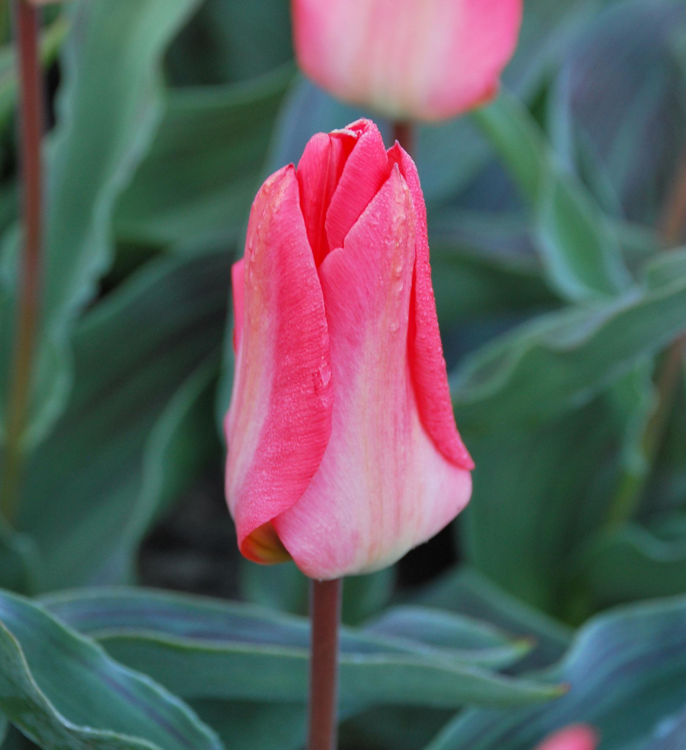 Tulp Sweet Lady